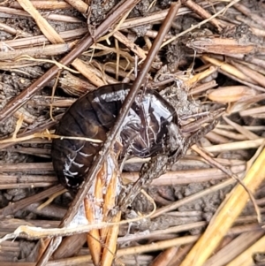 Amphipod (order Amphipoda, family Talitridae) at Captains Flat, NSW - 16 Jul 2022