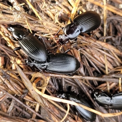 Pterostichini (tribe) (A Carabid beetle) at Yanununbeyan State Conservation Area - 16 Jul 2022 by trevorpreston