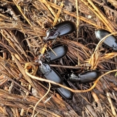 Pterostichini (tribe) at Captains Flat, NSW - 16 Jul 2022 01:07 PM