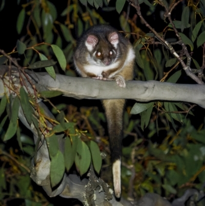Pseudocheirus peregrinus (Common Ringtail Possum) at Bimberi, NSW - 14 Jul 2022 by trevsci