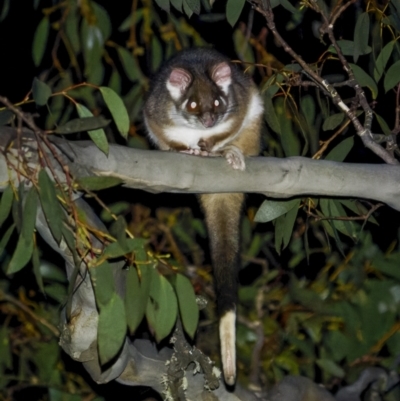 Pseudocheirus peregrinus (Common Ringtail Possum) at Bimberi Nature Reserve - 14 Jul 2022 by trevsci