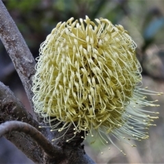 Banksia marginata (Silver Banksia) at Paddys River, ACT - 13 Jul 2022 by JohnBundock