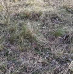 Nassella trichotoma (Serrated Tussock) at Mount Ainslie - 16 Jul 2022 by abread111
