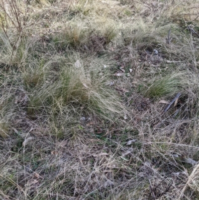 Nassella trichotoma (Serrated Tussock) at Hackett, ACT - 16 Jul 2022 by abread111