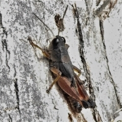 Phaulacridium vittatum (Wingless Grasshopper) at Tidbinbilla Nature Reserve - 13 Jul 2022 by JohnBundock