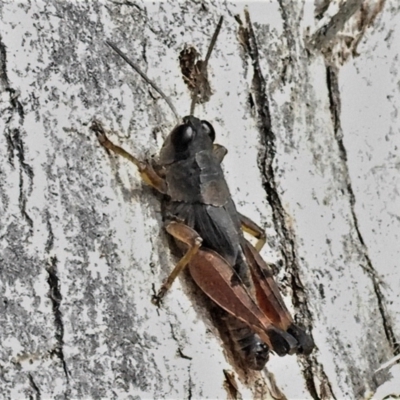 Phaulacridium vittatum (Wingless Grasshopper) at Tidbinbilla Nature Reserve - 13 Jul 2022 by JohnBundock