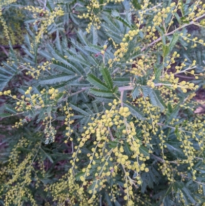 Acacia dealbata subsp. dealbata (Silver Wattle) at Hackett, ACT - 16 Jul 2022 by abread111