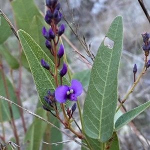 Hardenbergia violacea at Jerrabomberra, NSW - 16 Jul 2022