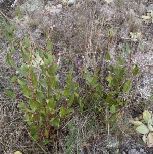 Hardenbergia violacea at Jerrabomberra, NSW - 16 Jul 2022