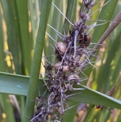 Lomandra longifolia at Jerrabomberra, NSW - 16 Jul 2022