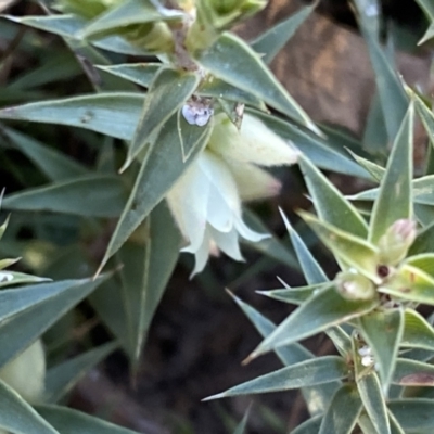 Melichrus urceolatus (Urn Heath) at Jerrabomberra Creek - 16 Jul 2022 by SteveBorkowskis