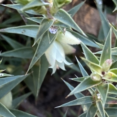 Melichrus urceolatus (Urn Heath) at Jerrabomberra Creek - 16 Jul 2022 by Steve_Bok