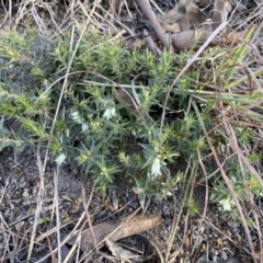 Melichrus urceolatus at Jerrabomberra, NSW - 16 Jul 2022