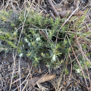 Melichrus urceolatus at Jerrabomberra, NSW - 16 Jul 2022 04:23 PM