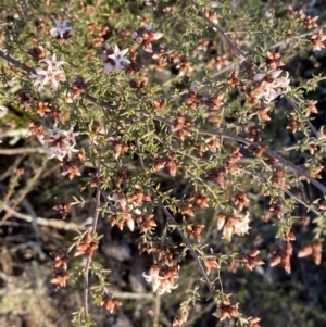 Cryptandra speciosa subsp. speciosa at Jerrabomberra, NSW - 16 Jul 2022