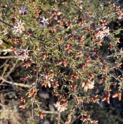 Cryptandra speciosa subsp. speciosa (Silky Cryptandra) at Jerrabomberra, NSW - 16 Jul 2022 by Steve_Bok