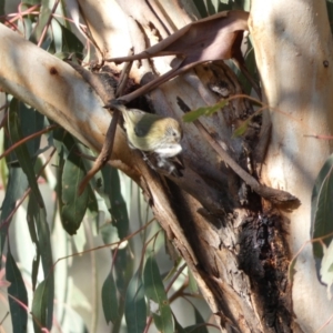 Acanthiza lineata at Jerrabomberra, NSW - 15 Jul 2022