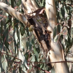 Acanthiza lineata at Jerrabomberra, NSW - 15 Jul 2022