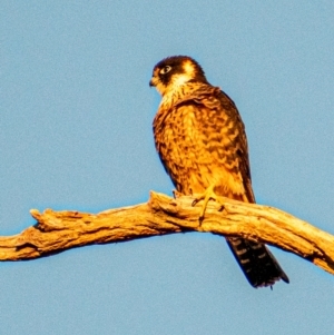 Falco longipennis at Chapman, ACT - 16 Jul 2022 05:42 PM