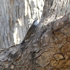 Cormobates leucophaea (White-throated Treecreeper) at Jerrabomberra, NSW - 15 Jul 2022 by Steve_Bok