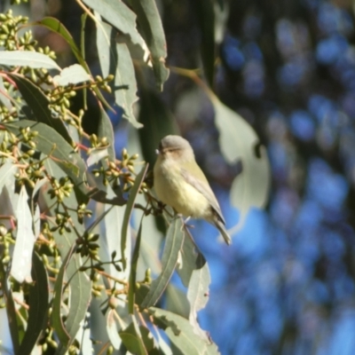 Smicrornis brevirostris (Weebill) at Jerrabomberra, NSW - 15 Jul 2022 by Steve_Bok