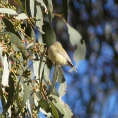 Smicrornis brevirostris at Jerrabomberra, NSW - 15 Jul 2022 04:04 PM