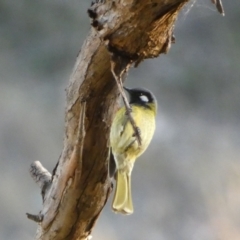 Nesoptilotis leucotis at Jerrabomberra, NSW - 15 Jul 2022 04:32 PM