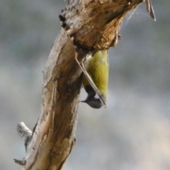 Nesoptilotis leucotis at Jerrabomberra, NSW - 15 Jul 2022 04:32 PM