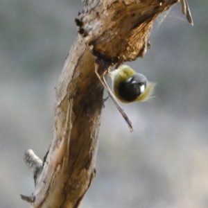 Nesoptilotis leucotis at Jerrabomberra, NSW - 15 Jul 2022