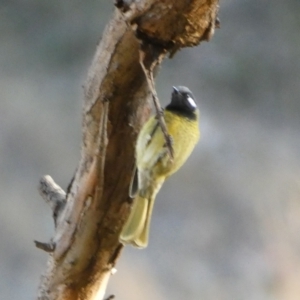 Nesoptilotis leucotis at Jerrabomberra, NSW - 15 Jul 2022