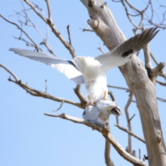 Elanus axillaris (Black-shouldered Kite) at Throsby, ACT - 16 Jul 2022 by davobj