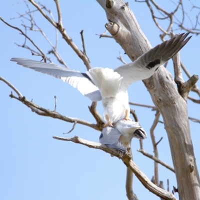 Elanus axillaris (Black-shouldered Kite) at Throsby, ACT - 16 Jul 2022 by davobj