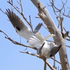 Elanus axillaris at Throsby, ACT - 16 Jul 2022