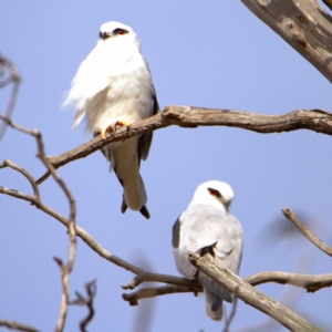 Elanus axillaris at Throsby, ACT - 16 Jul 2022