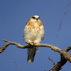 Elanus axillaris (Black-shouldered Kite) at Throsby, ACT - 16 Jul 2022 by jb2602