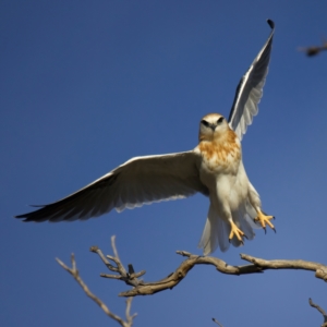 Elanus axillaris at Throsby, ACT - 16 Jul 2022