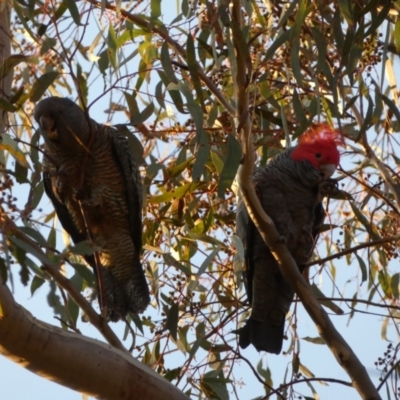 Callocephalon fimbriatum (Gang-gang Cockatoo) at Jerrabomberra, NSW - 15 Jul 2022 by Steve_Bok