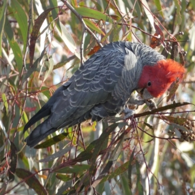 Callocephalon fimbriatum (Gang-gang Cockatoo) at Jerrabomberra, NSW - 16 Jul 2022 by Steve_Bok