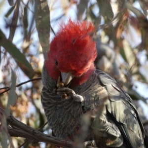 Callocephalon fimbriatum at Jerrabomberra, NSW - 16 Jul 2022