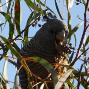 Callocephalon fimbriatum at Jerrabomberra, NSW - 16 Jul 2022