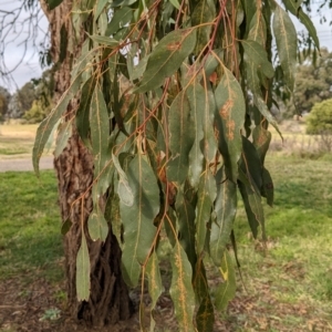 Eucalyptus sp. at Watson, ACT - 16 Jul 2022 09:30 AM