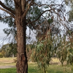 Eucalyptus sp. at Watson, ACT - 16 Jul 2022 09:30 AM