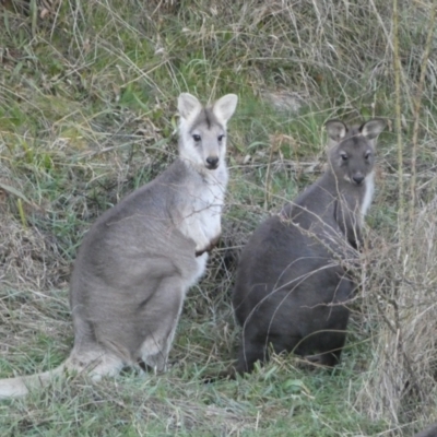 Osphranter robustus robustus (Eastern Wallaroo) at Jerrabomberra, NSW - 16 Jul 2022 by SteveBorkowskis