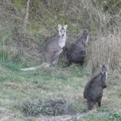 Osphranter robustus robustus at Jerrabomberra, NSW - 16 Jul 2022 05:33 PM