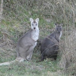 Osphranter robustus robustus at Jerrabomberra, NSW - 16 Jul 2022 05:33 PM