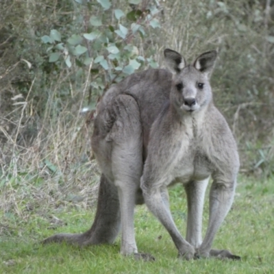 Macropus giganteus (Eastern Grey Kangaroo) at Jerrabomberra, NSW - 16 Jul 2022 by Steve_Bok
