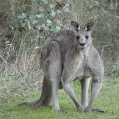 Macropus giganteus (Eastern Grey Kangaroo) at Jerrabomberra Creek - 16 Jul 2022 by SteveBorkowskis