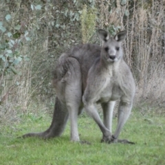 Macropus giganteus at Jerrabomberra, NSW - 16 Jul 2022 05:53 PM