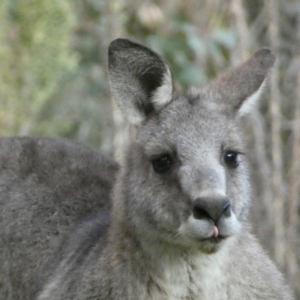 Macropus giganteus at Jerrabomberra, NSW - 16 Jul 2022 05:53 PM