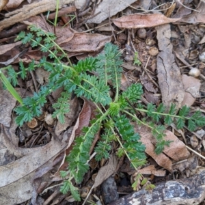 Acaena (genus) at Watson, ACT - 16 Jul 2022